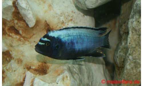 Pseudotropheus membe deep